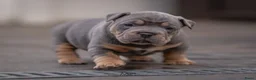 Amerikaanse Bully honden te koop: American Bully pups verwacht (GETEST)  - Advertentie 12