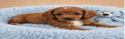 Cavapoo honden te koop: Supee mooie cavapoo pups - Advertentie 6