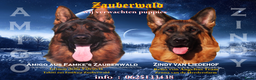 Duitse Herder honden te koop: Duitse herder pups - Advertentie 1