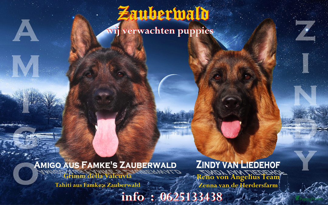 Duitse Herder honden te koop: Duitse herder pups - Advertentie 1