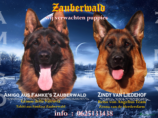 Duitse Herder honden Duitse herder pups - Advertentie 2
