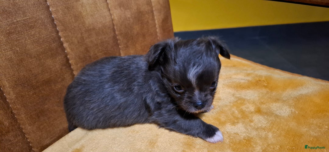 Chihuahua honden te koop: Chihuahua - Advertentie 12