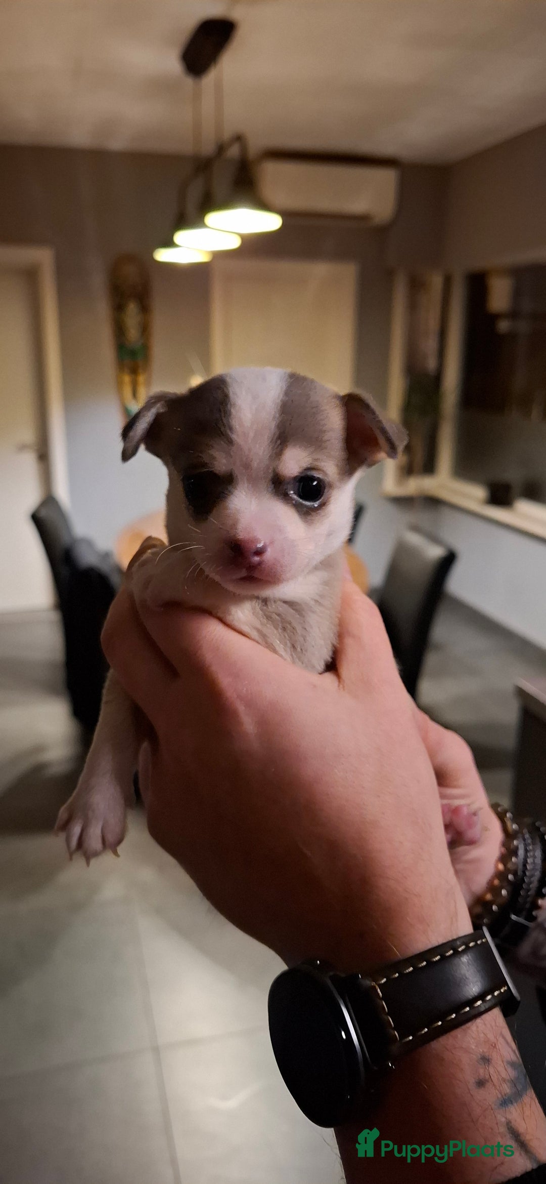 Chihuahua honden te koop: Chihuahua - Advertentie 20