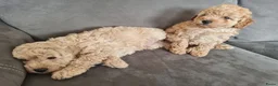 Maltipoo honden te koop: Prachtige, gesocialiseerde Maltipoo x poedel pups - Advertentie 4