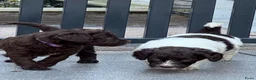 Australian Labradoodle honden te koop: Australian labradoodle met stamboom! - Advertentie 6