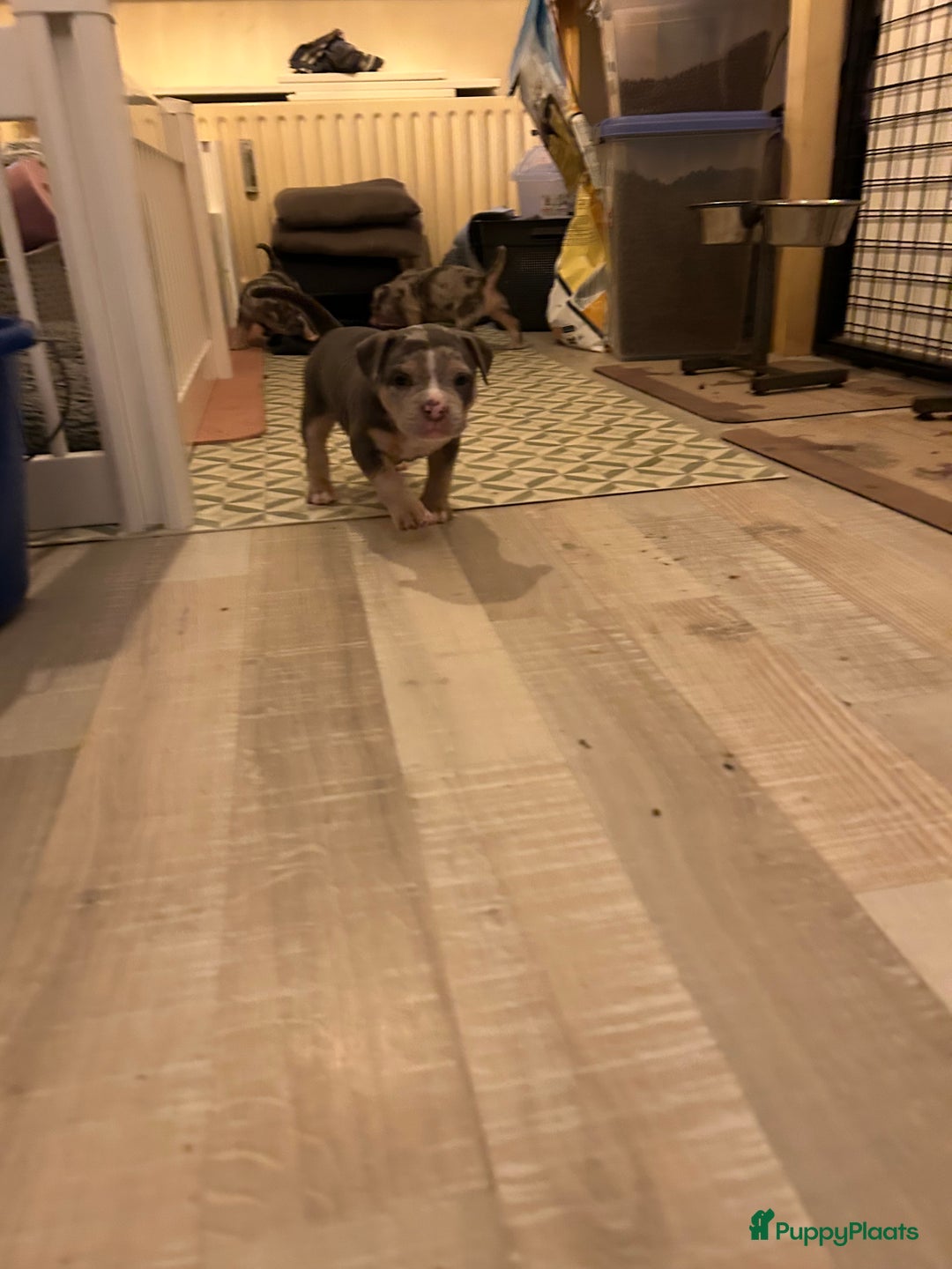 Amerikaanse Bully honden te koop: Exotic/Pocket Amerikaanse Bully Pups - Afbeelding 2