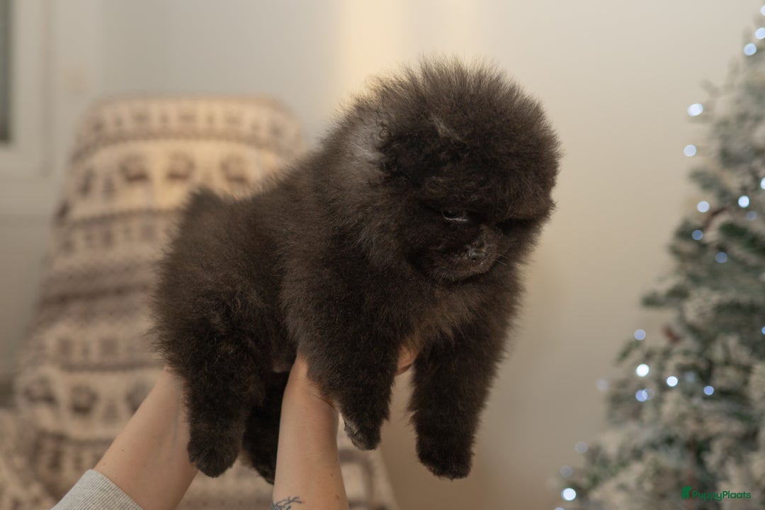 Pomeriaan honden te koop: 🌸 3.	Luxe Pomeranian pups 🌸 - Advertentie 4