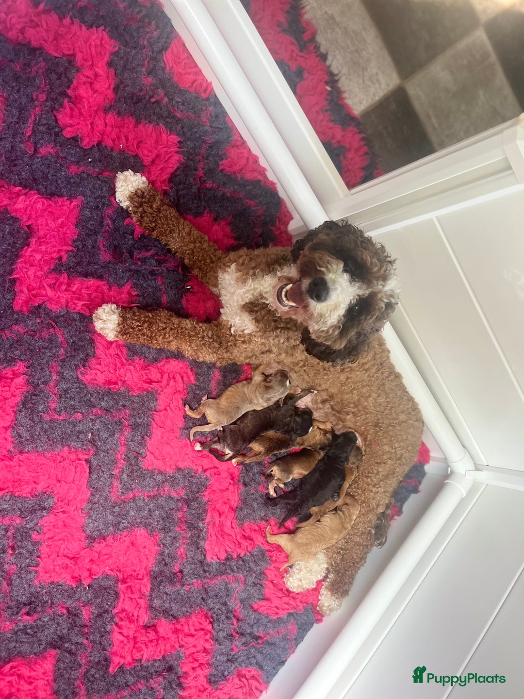 Labradoodle honden te koop: Mini-medium Labradoodle pups  in Wedde - Afbeelding 3
