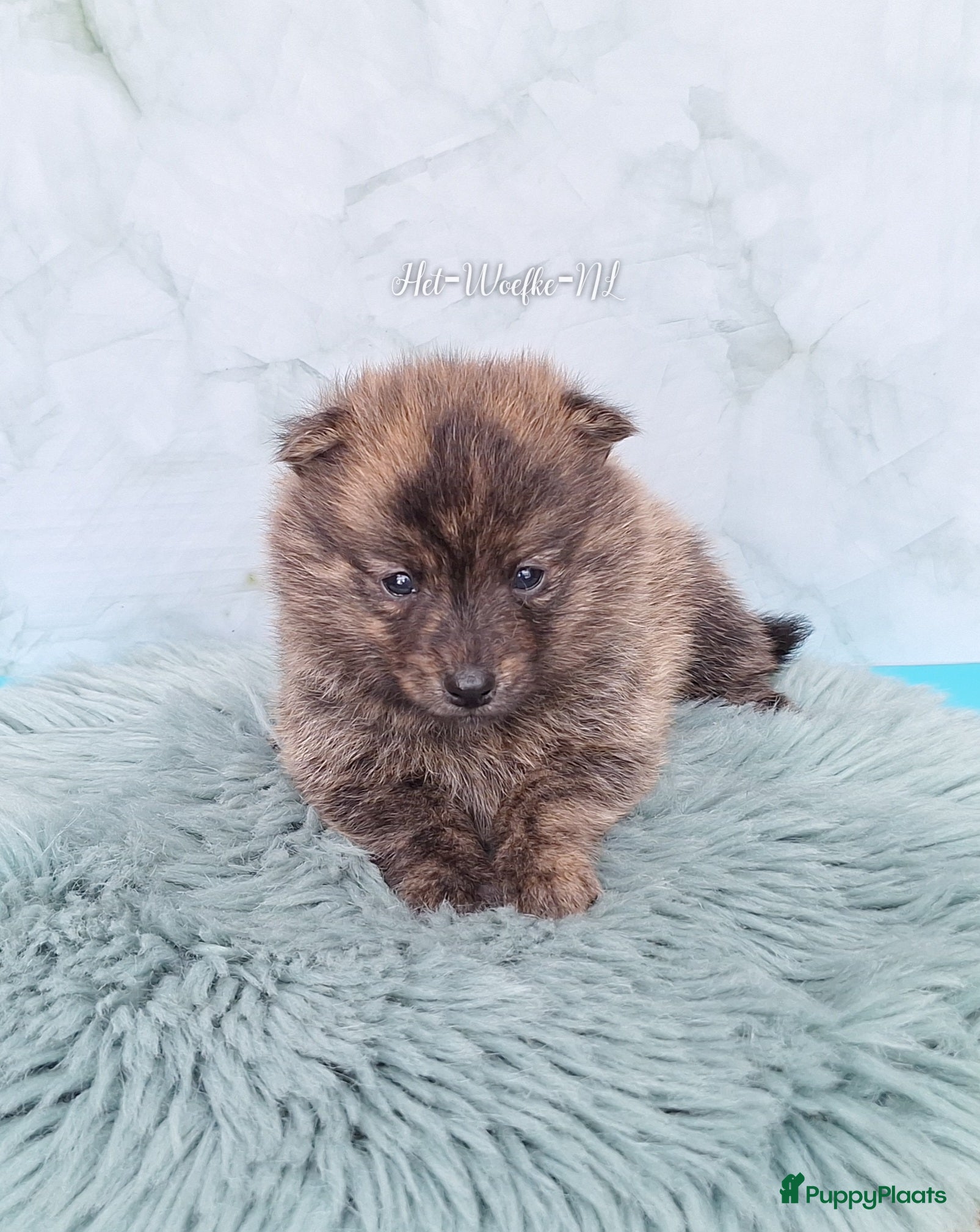 Pomsky honden Mars 💙 F1b pomsky reutje - Advertentie 7