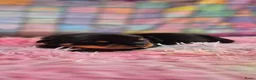 Rottweiler honden te koop: Litter R - Advertentie 4