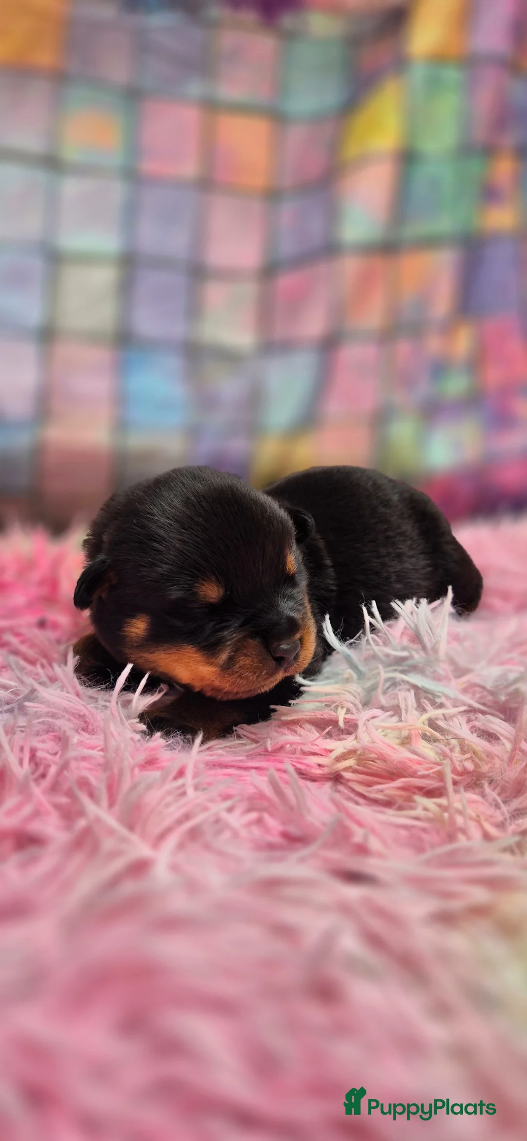 Rottweiler honden te koop: Litter R - Advertentie 4