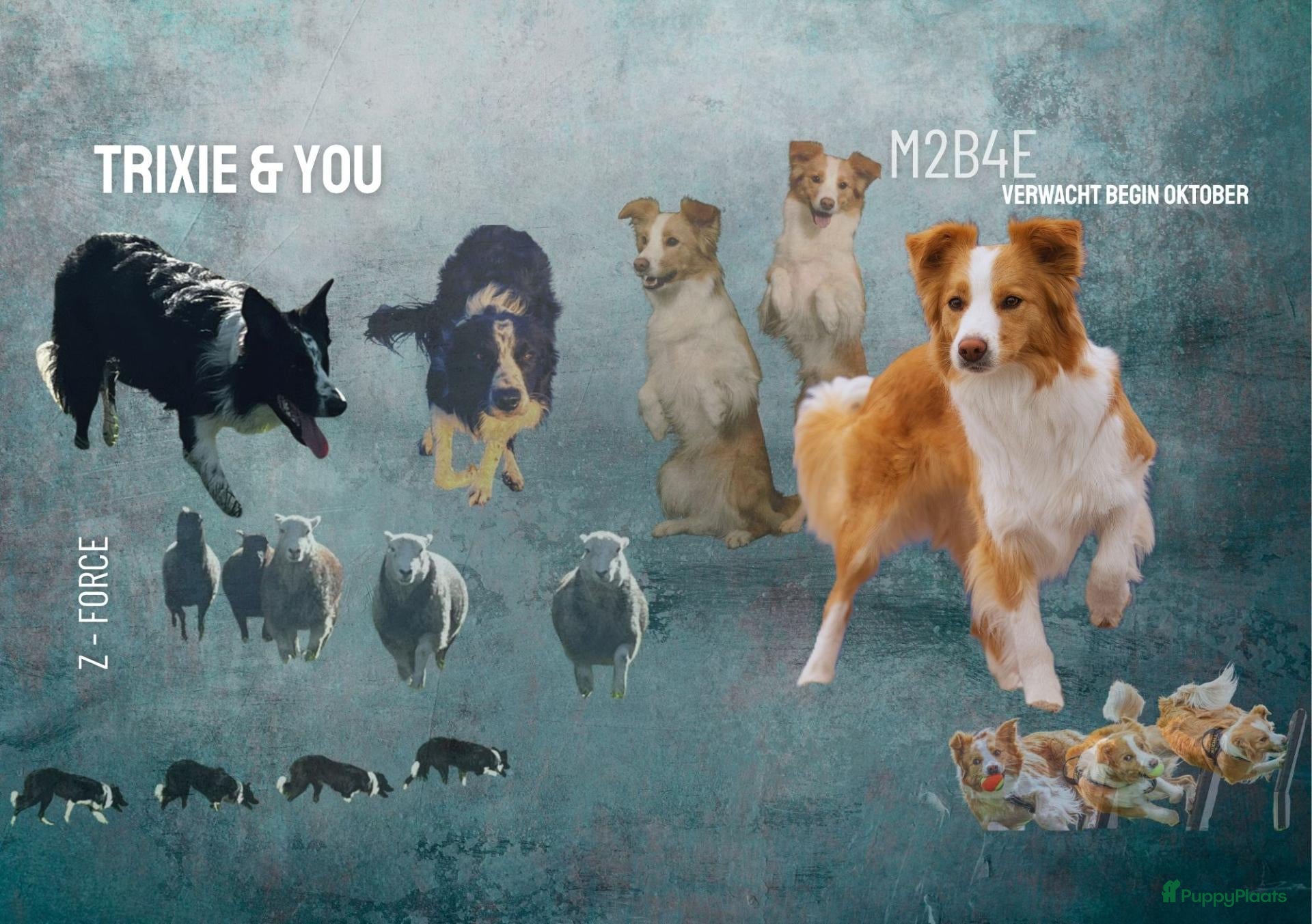Border Collie honden Ment2Be4Ever Z-force verwacht begin oktober 2026 - Advertentie 13