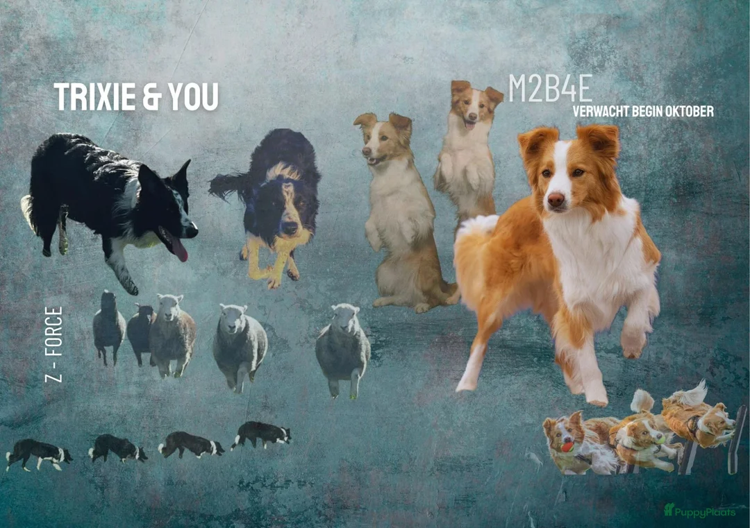 Border Collie honden te koop: Ment2Be4Ever Z-force verwacht begin oktober 2026 - Advertentie 1