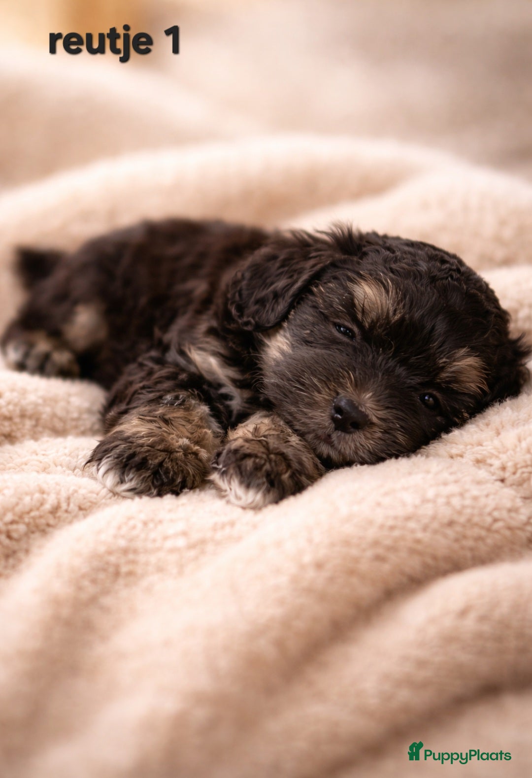 Shih Tzu honden Super mooi gezonde boomer pups. - Advertentie 2