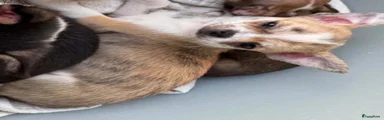 Chihuahua 1