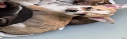 Chihuahua honden te koop: Brindle reutje - Advertentie 3