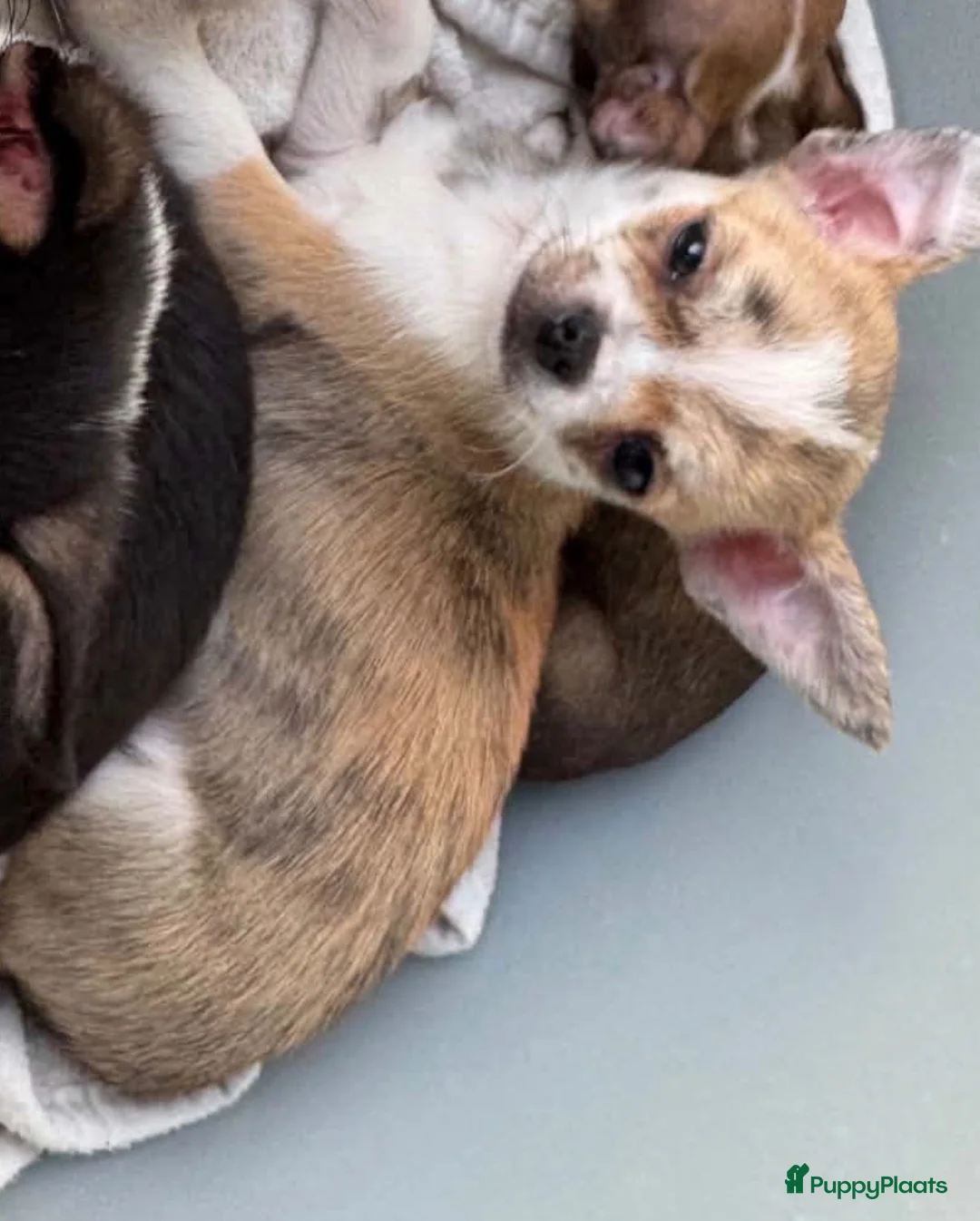 Chihuahua honden te koop: Brindle reutje - Advertentie 3