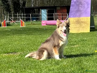 Border Collie honden Bordercollie teefje - Advertentie 3