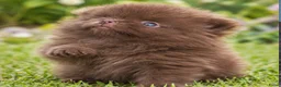 Pomeriaan honden te koop: Prachtige pomeriaan puppy's - Advertentie 6