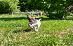 Duitse Staande Hond Korthaar honden te koop: Duitste staande korthaar teefje stamboom  in Vaassen - Afbeelding 9