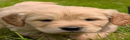 Kruising honden te koop:  Goldencocker pups goldenretriever x engelsecocker - Advertentie 9