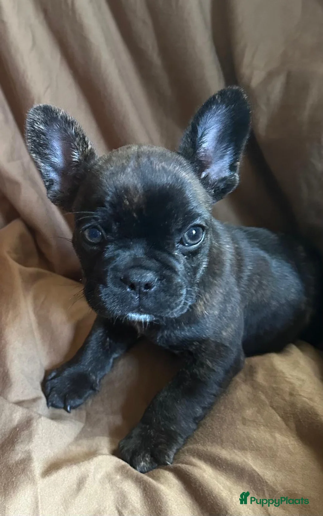Franse Bulldog honden te koop: Franse Bulldog pupjes - Advertentie 2