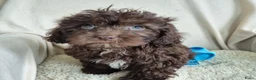 Kruising honden te koop: Prachtige leergierige boompoo's  - Advertentie 26