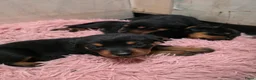Rottweiler honden te koop: Prachtig mooie Rotweiler pups te koop! - Advertentie 11