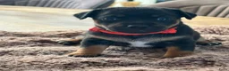 Jack Russel Terriër honden te koop: Jack Russel pups - Advertentie 13