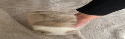 Pomeriaan honden te koop: Mooie Pomeriaantjes  - Advertentie 11