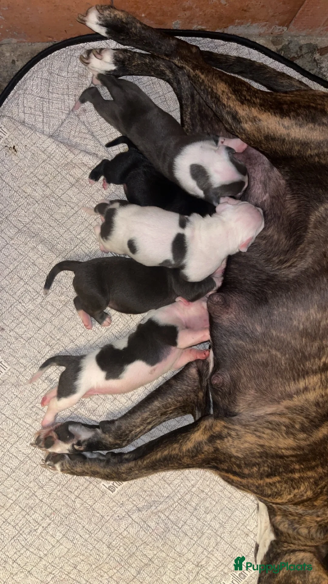 American Staffordshire Terriër honden te koop: Amerikaanse Stafford Pups - Advertentie 10