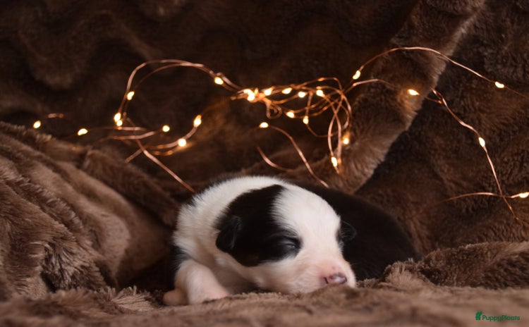 Australian Shepherd honden - Advertentie 1