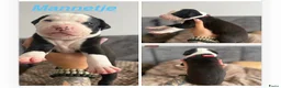 American Staffordshire Terriër honden te koop: 🐶🐾Amerikaanse Staffordshire Terrier🐾🐶 - Advertentie 14