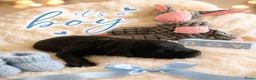 Labradoodle honden te koop: Mooie kleine labradoodles - Advertentie 6