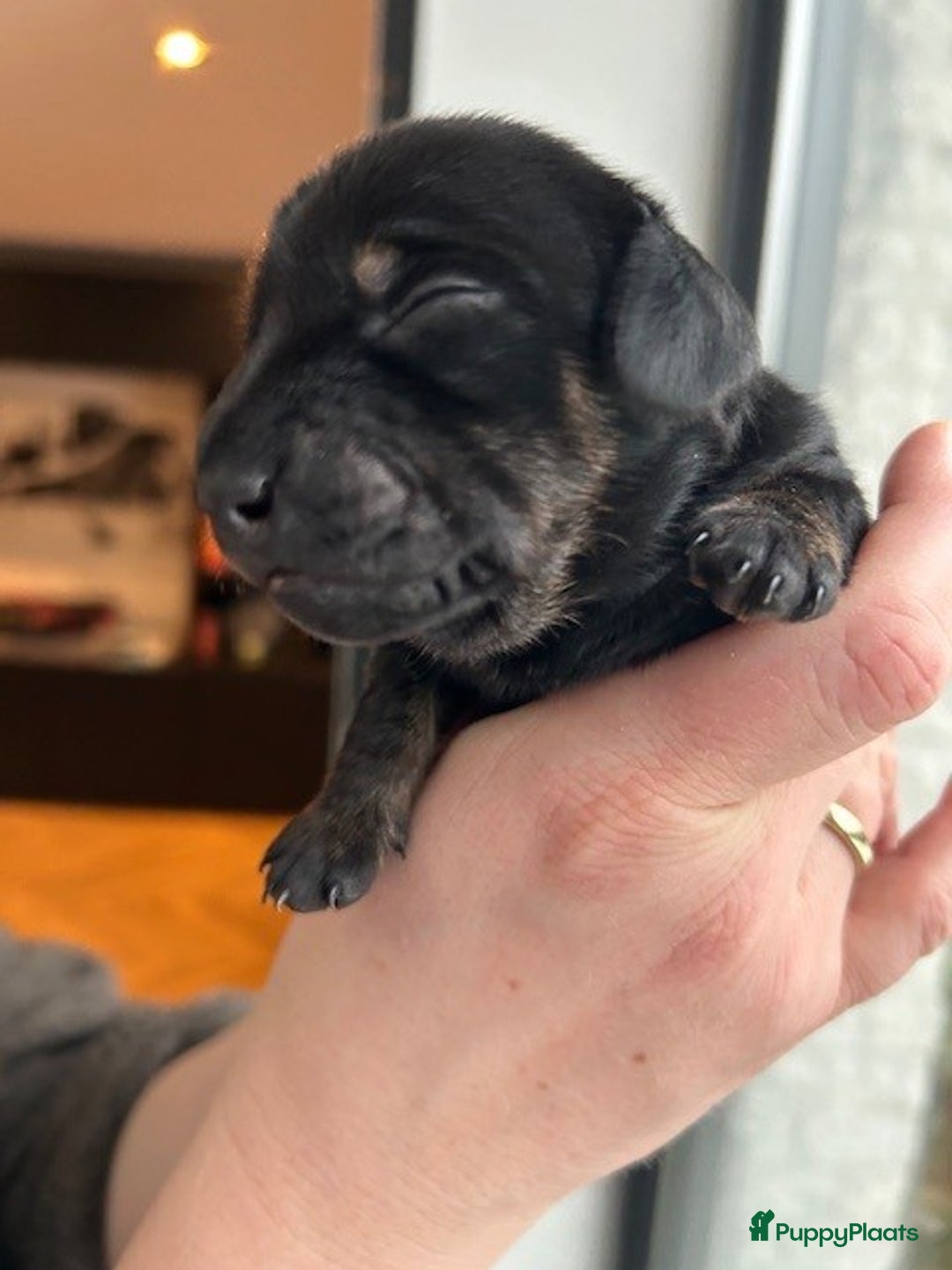 Teckel (korthaar)  honden te koop: Dwerg Teckel pups 2-1 geboren NOG 2 BESCHRIKBAAR - Advertentie 8