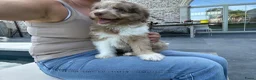 Kruising honden te koop: Miniature Aussiedoodle  - Advertentie 7