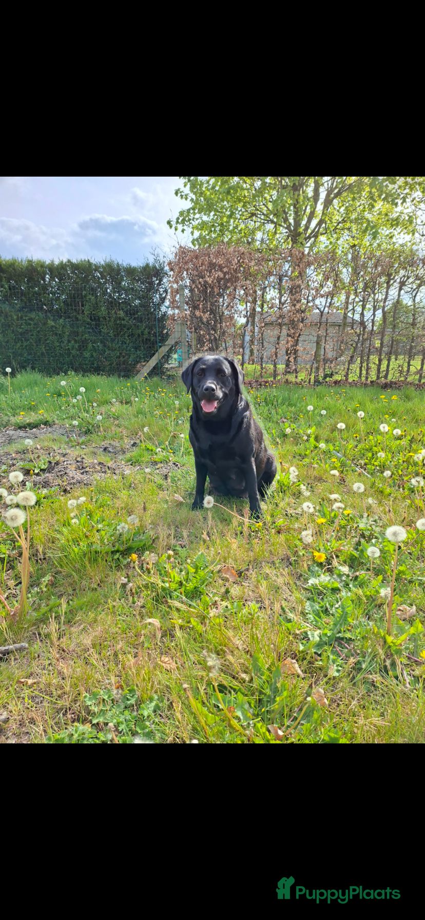 Labrador Retriever honden Zwarte labrador pups - Advertentie 1