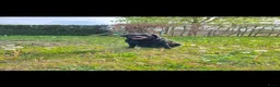 Labrador Retriever honden te koop: Zwarte labrador pups - Advertentie 1