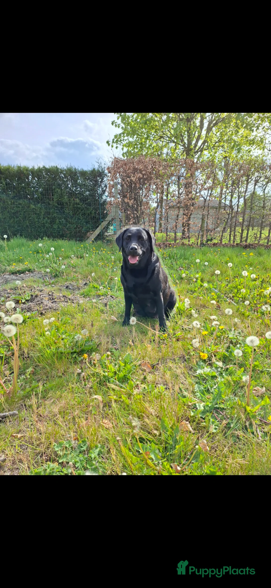 Labrador Retriever honden te koop: Zwarte labrador pups - Advertentie 1