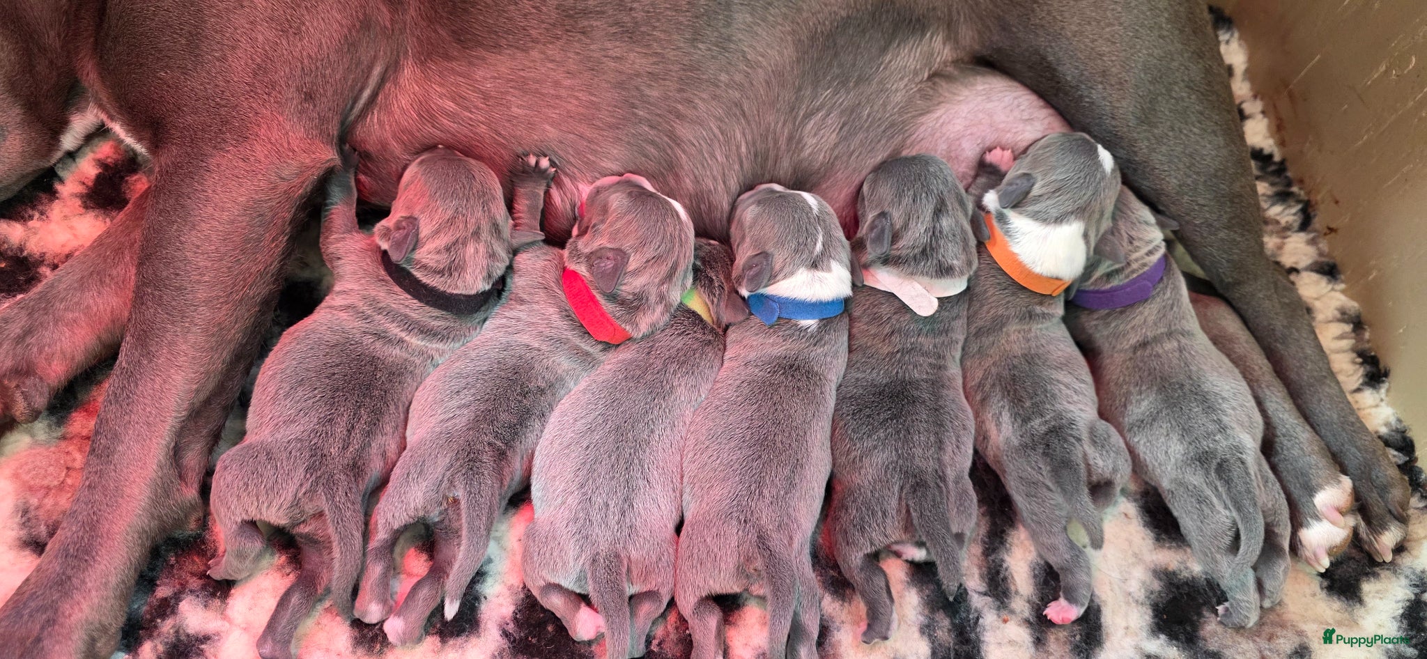 Engelse Stafford honden Engelse stafford Fci stamboom  - Advertentie 1