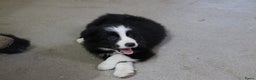Border Collie honden te koop: Super Schattige border collie pups te koop - Advertentie 31
