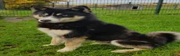 Kruising honden te koop: Pomsky (3/4) x Shiba inu (1/4) pups - Advertentie 13