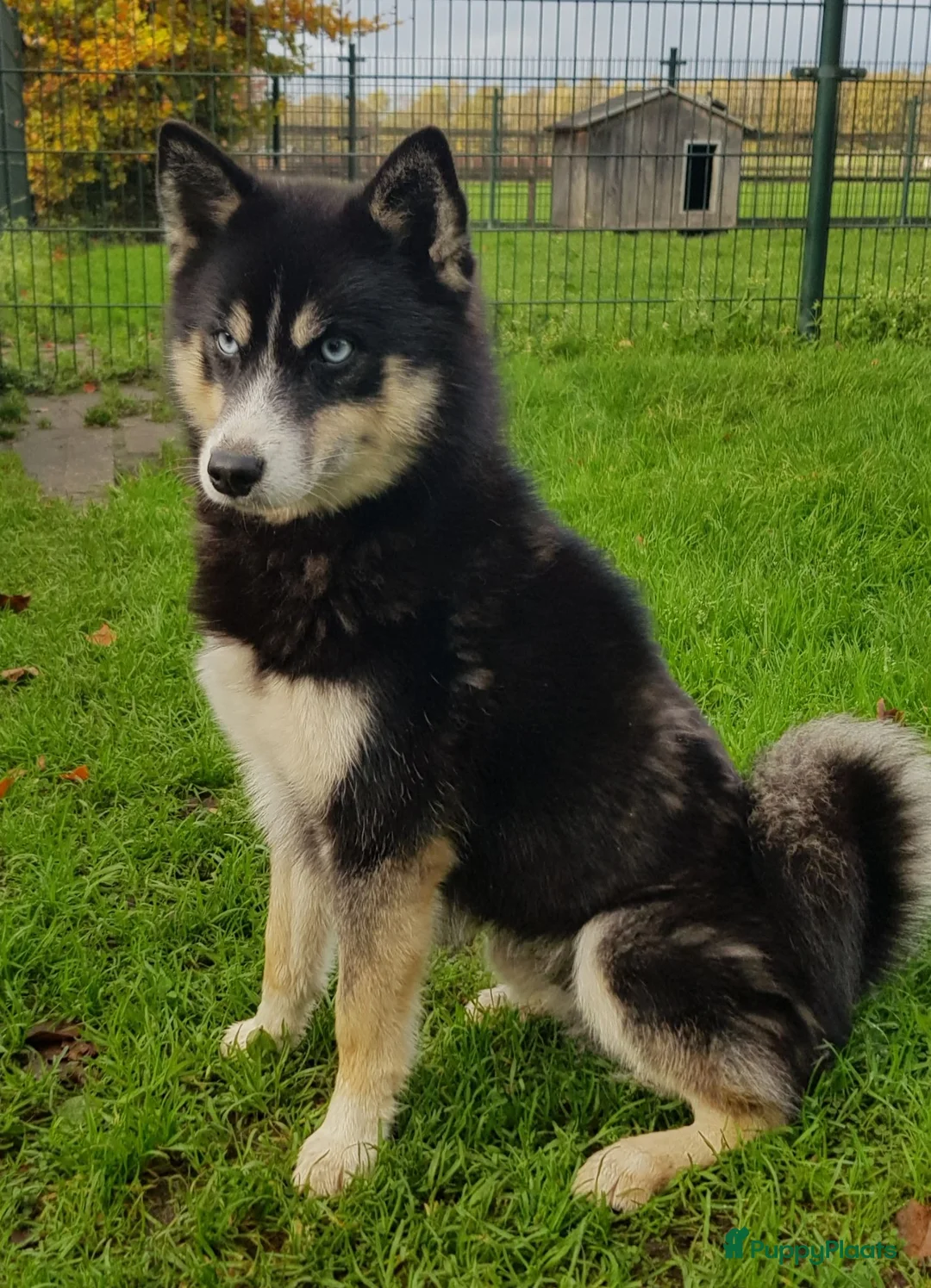 Kruising honden te koop: Pomsky (3/4) x Shiba inu (1/4) pups - Advertentie 13