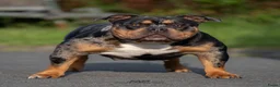 Amerikaanse Bully honden te koop: American Bully pocket pups verwacht  - Advertentie 4
