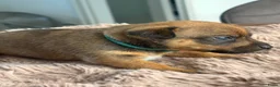 Jack Russel Terriër honden te koop: Jack Russel pups - Advertentie 4