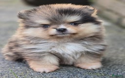 Pomeriaan honden te koop: Te koop prachtige pomeriaan pups in Veenendaal - Afbeelding 9