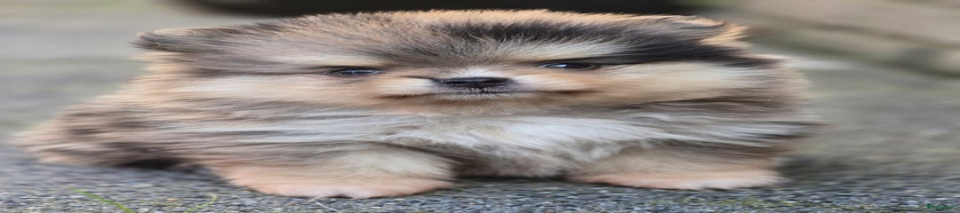 Pomeriaan Puppy 3