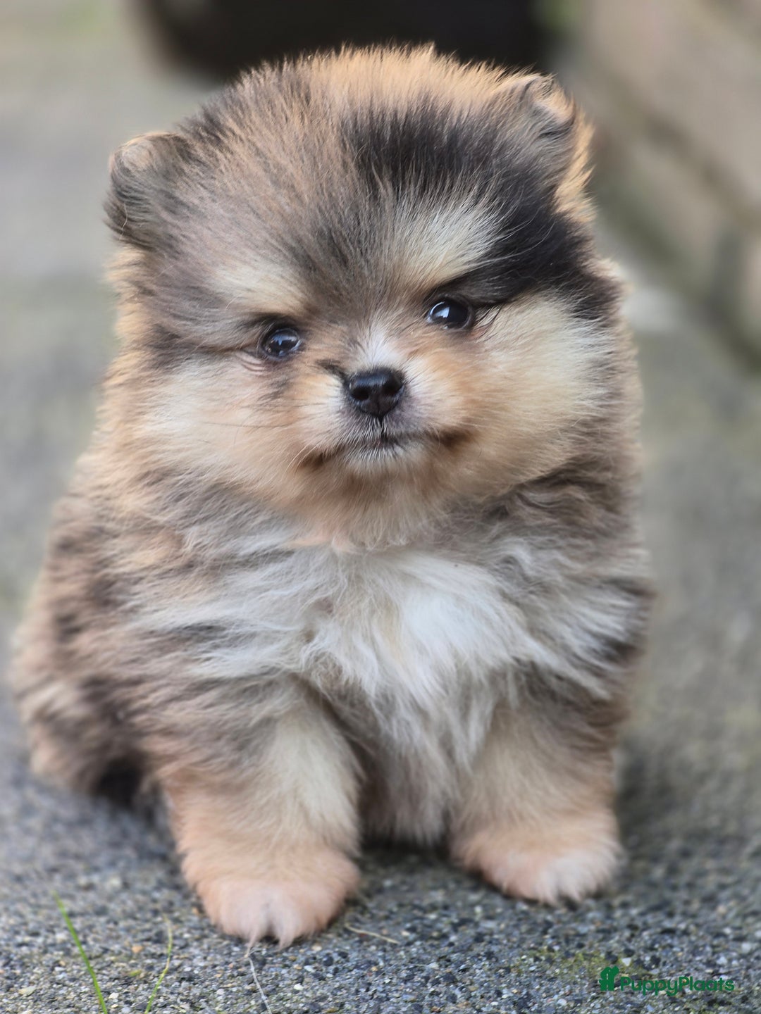 Pomeriaan honden te koop: Te koop prachtige pomeriaan pups in Veenendaal - Afbeelding 9