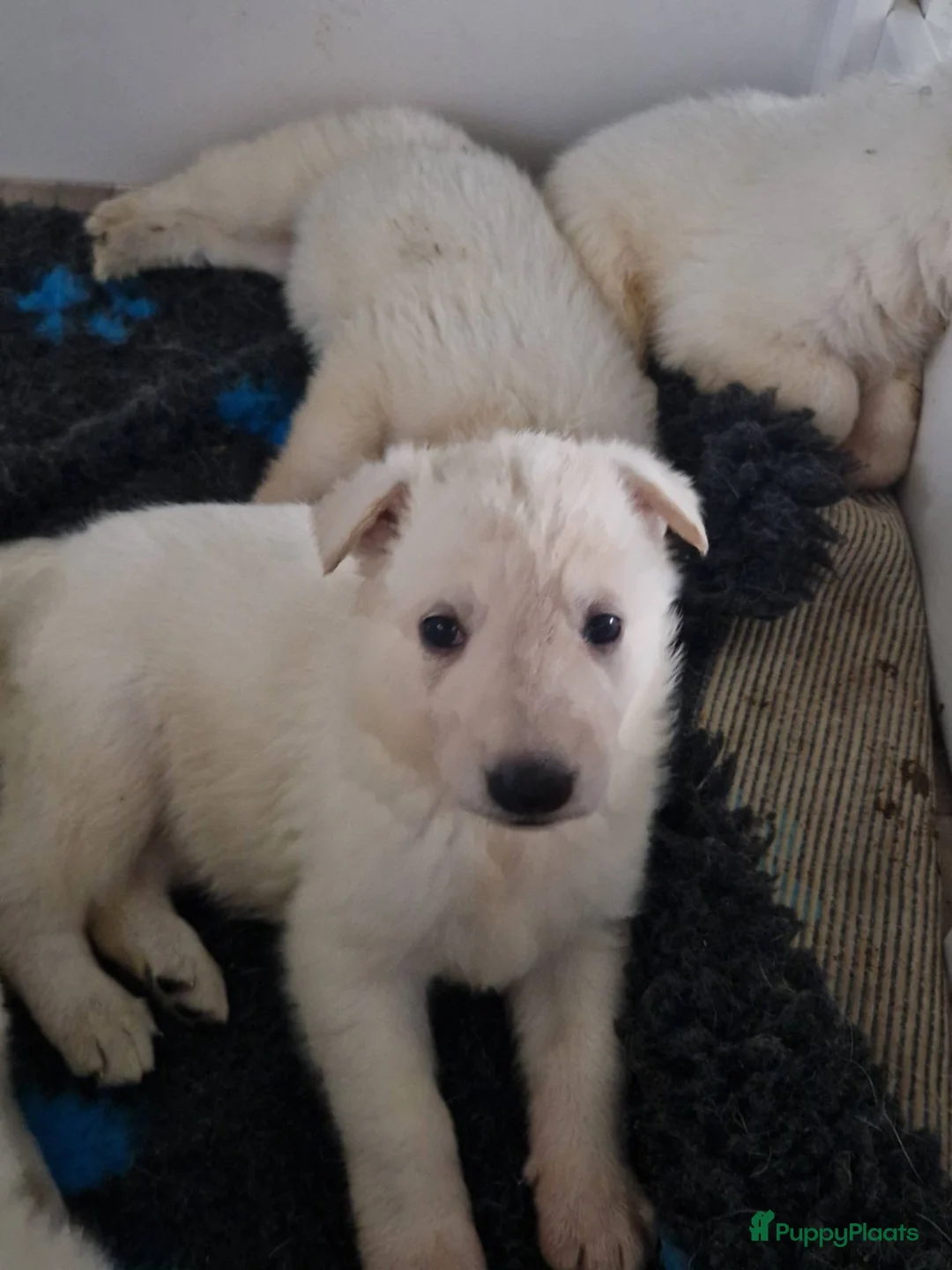 Zwitserse Witte Herdershond honden te koop: zwitserse witte herder pups - Advertentie 6