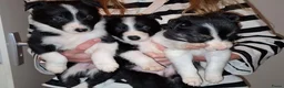 Border Collie honden te koop: Te koop 3 kleur pups uit werklijn - Advertentie 7